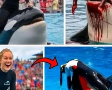 Orca trainer is devoured by this one while perfor… –  private11.store