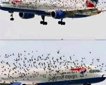 The pilot cried when he understood why the birds wouldn’t leave him alone. – Notis Actuales