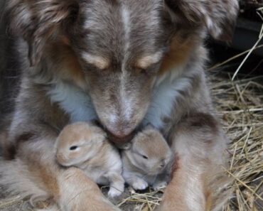 I CAUGHT MY DOG HIDING SOMETHING, AND IT CHANGED EVERYTHING I THOUGHT I KNEW