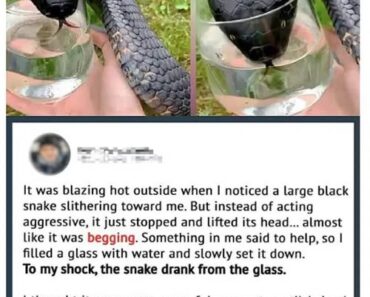 Wild Snake “Begged” Me For Some Water. When Animal Control Realizes Why, They Say, “You Got Lucky!” – WowNews.info