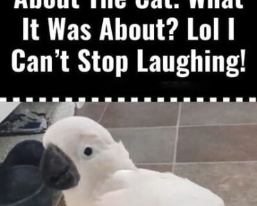 (VIDEO) Cockatoo Snitches on the Cat—What Happens Next Will Have You Crying with Laughter!