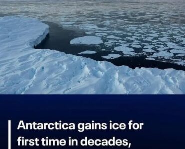 Antarctica sees first ice gain in decades – WowNews.info