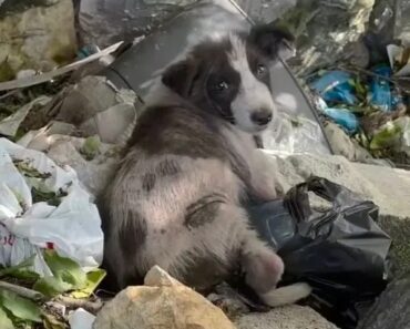 I FOUND A LONE PUPPY IN THE TRASH—AND THEN THE CAMERA CAUGHT WHAT I COULDN’T EXPLAIN – WowNews.info