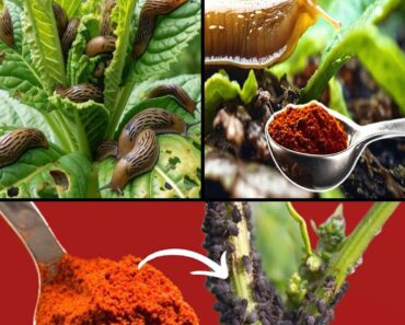 Natural Pest Control: Using Hot Red Pepper to Repel Aphids and Snails