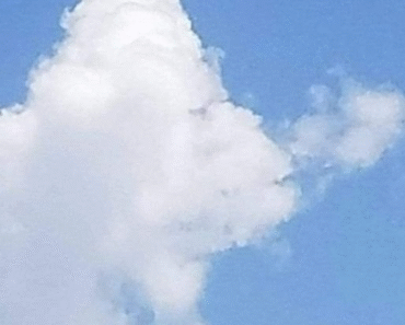 Apparently, if you can see a fish, you’re left-brained, and if you can see a plane, you’re right