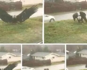HT13. GlANT Eagle captured in Bro… See More – Daily News