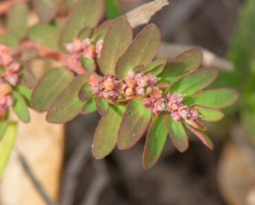 Euphorbia Thymifolia: The Tiny Plant with Powerful Wellness Benefits
