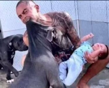 PITBULL DOG ATTACKS HIS OWNER’S SON AND… See more