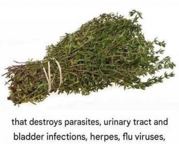 THE MOST POTENT HERB THAT DESTROYS PARASITES, URINARY TRACT & BLADDER INFECTIONS, HERPES, AND FLU VIRUSES