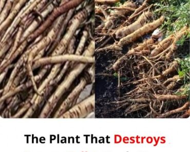 The Powerful Plant That May Support Can.cer Treatment: A Closer Look at the Benefits of the Greater Burdock Root