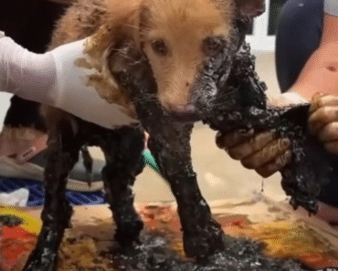 Stuck in Asphalt, Saved by Kindness: The Incredible Rescue of Trio the Puppy