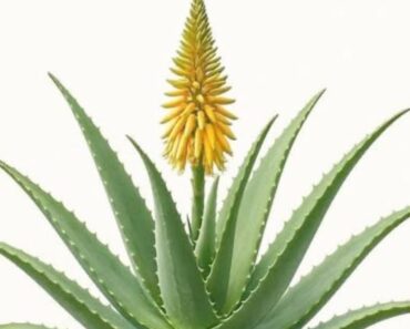 What does it mean when aloe vera blooms?
