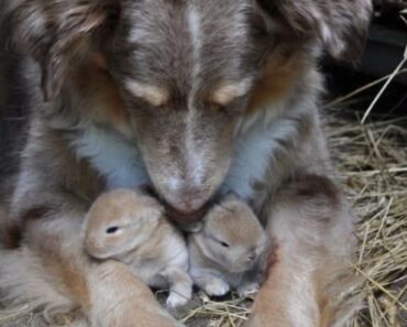 I CAUGHT MY DOG HIDING SOMETHING—AND IT CHANGED EVERYTHING I THOUGHT I KNEW – dailymagazine23