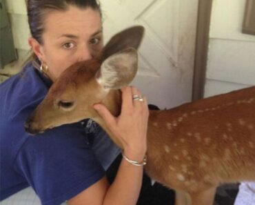 A DEER SHOWED UP AT OUR CLINIC DOOR—BUT WHAT WE FOUND TIED TO ITS LEG CHANGED EVERYTHING – dailymagazine23