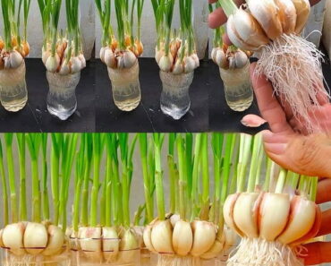 How to Grow Garlic at Home for an Endless Supply