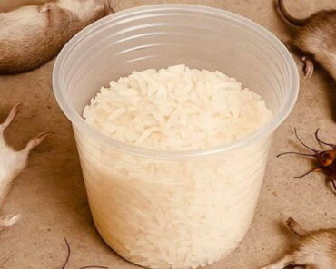 How to get rid of rats and cockroaches with rice: An effective and natural home remedy