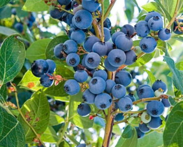 What benefits does eating blueberries every day bring to your body?