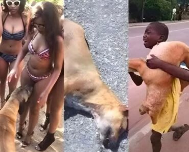 If your dog is sniffing your genital area, it means you have…See more – Daily News