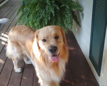 Hello, it’s me—Ollie!