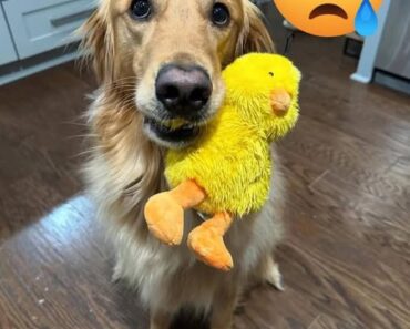 Teddy Wasn’t Happy and Neither Was Archie