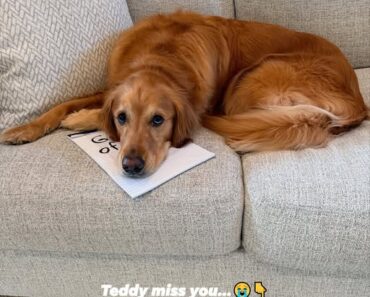 Teddy Still Misses and Loves You All  Even though days have passed and the house has settled into a quieter rhythm, Teddy still waits by the door. Every morning, he trots over to the front window with hopeful eyes, pressing his nose gently against the glass, just in case someone special comes walking down the path.