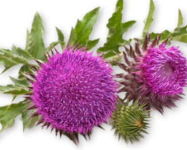 THE PLANT THAT IMPROVES THE LIVER, LOWERS CHOLESTEROL, AND IMPROVES DIGESTION