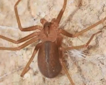 Did you know: When a Spider visits your home it’s a sign