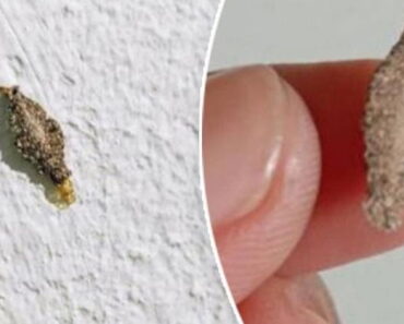 This is the Kamitetep, a Species of Moth (Phereoca Uterella ) that Clings to the Walls of the House