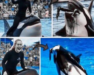 Orca trainer is devoured by this one while perfor…
