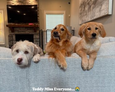 Teddy Misses You All  The house has been quieter lately. The floors are a little less muddy, the socks have stayed exactly where we left them, and the kitchen doesn’t echo with the sound of paws sliding across the tile. That’s because Teddy—our golden ray of chaos and joy—isn’t home right now.