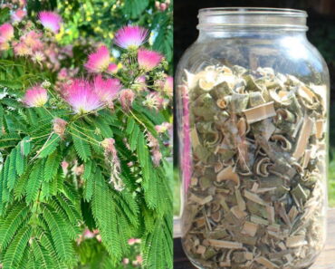Albizia Julibrissin Explained: Why Its Bark, Blossoms & Leaves Are Gaining Attention