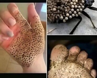 HT10. If You See One of These in Your Home, Don’t Touch It – Just Run! – NEWTODAYS.COM – Daily News