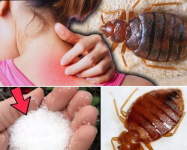 Bed Bugs Hate This! How Diatomaceous Earth and Cloves Can Wipe Them Out