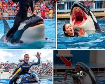 Oh My Godd!! Orca trainer is devoured by this one while perform…see more.