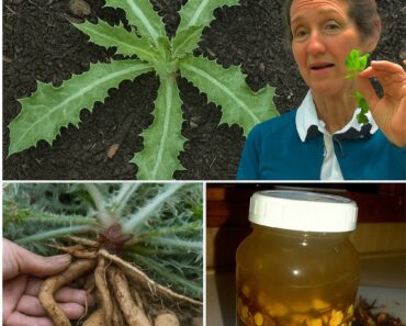 Nature’s Hidden Remedy: 12 Science