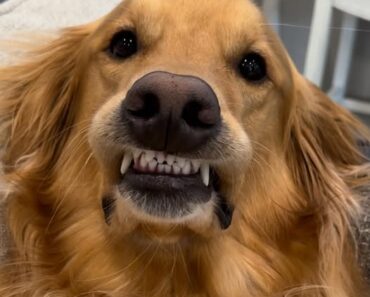 Teddy wish you could come to California. You are a popular beautiful pup.Love your  Smile