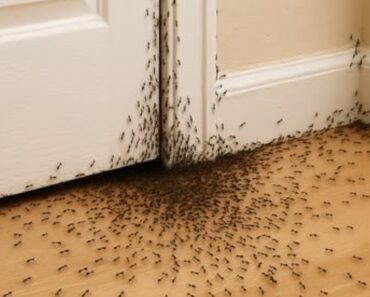 When ants randomly crawl into the house, here’s what the Universe is trying to tell you