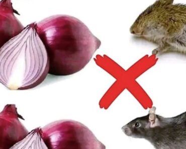 9 natural solutions to keep rodents out of your home