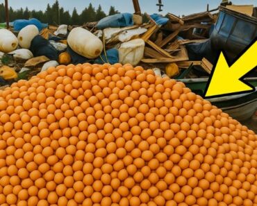 After 20,000 Eggs Were Removed from Stores and Tossed, No One Expected What Came Next