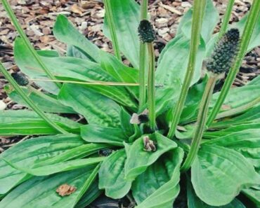 Discover Amazing Uses of This Plant to Improve Your Health Naturally