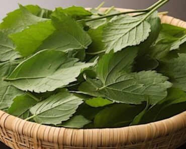 Leaf Reduces Diabetes, Bl00d Pressure, Ends Body Pain, Cholesterol and Eliminates Poor Circulation