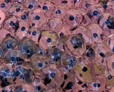 Farmer discovers strange eggs in his field – experts offer surprising explanation