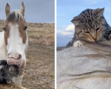 Adorably Cute Friendship Between A Cat And A Horse Is Melting Hearts All Over The Internet