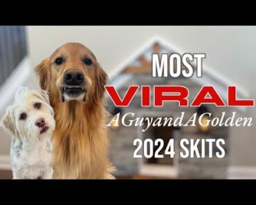 MOST VIRAL AGuyandAGolden Dog Video Skits of 2025!