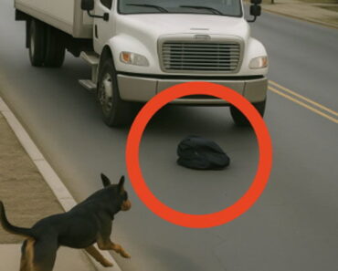 Dog jumps in front of truck and is almost h.it: Driver is sh0cked to discover why