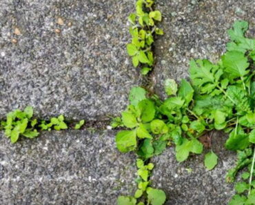 Eliminate weeds in 24 hours this summer using two kitchen items on your patio