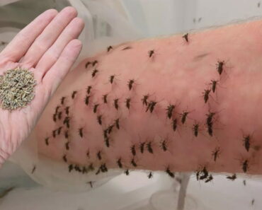 You’ll never see mosquitoes again if you do this