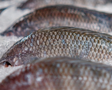 14 Fish You Should Consider Never Eating