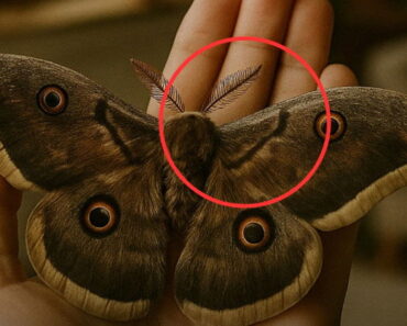 Seeing a moth: what does it mean?