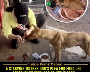 A Story of Kindness That Fed More Than Just Hunger ❤️  Read more